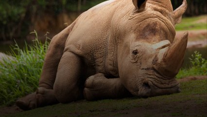 Un embryon de rhinocéros blancs pourrait sauver son espèce