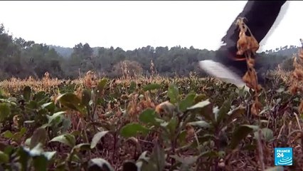 Météo : vague de douceur sur le sud de l'Europe