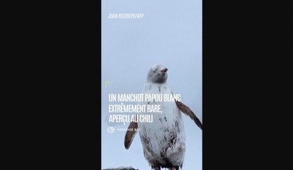 Un manchot papou blanc extrêmement rare photographié au Chili