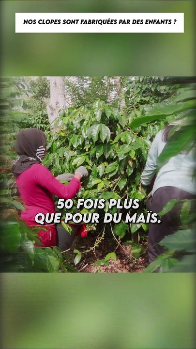 Nos clopes sont fabriquées par des enfants ?
