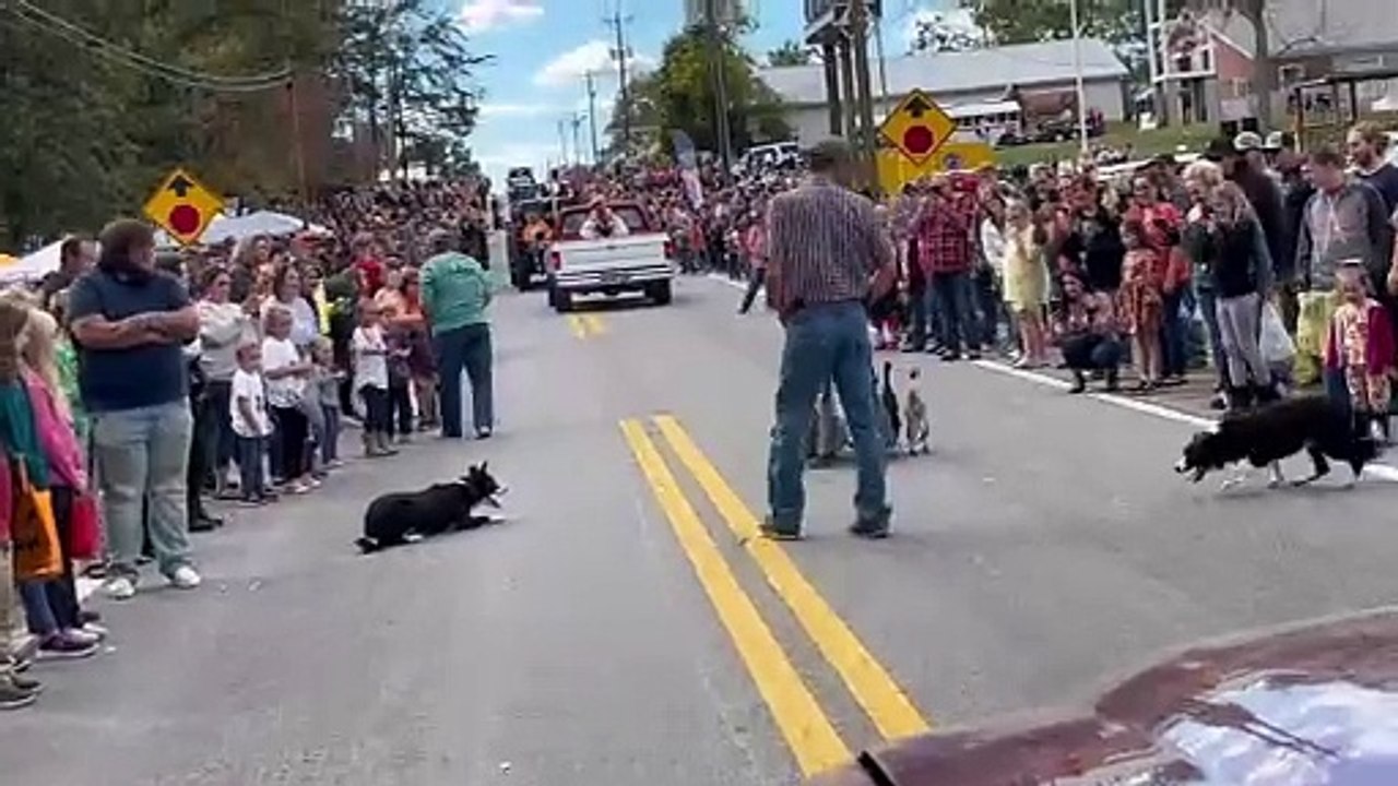 Border Collies Herd Ducks In A Parade