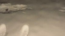 Woman finds strange paw prints on snow in her front yard *Unbelievable happening*