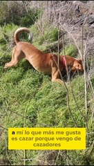 Andrés, un perro abandonado del incendio de Tenerife