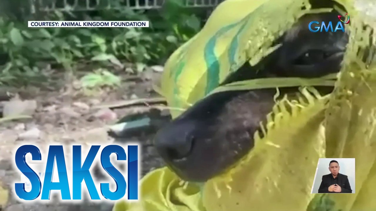 Pagtuldok sa kalakalan ng karne ng aso, nananatiling hamon sa Pilipinas | Saksi