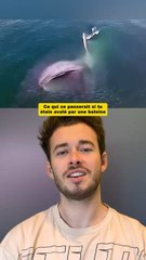 Ce qui se passerait si tu étais avalé par une baleine 