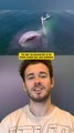 Ce qui se passerait si tu étais avalé par une baleine 