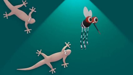 cicak cicak di dinding/lagu anak anak Indonesia