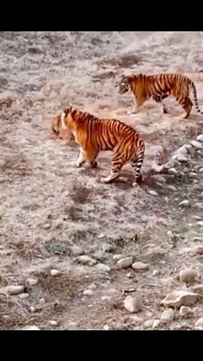 tigers vs lion #animals #lion #tiger #viral