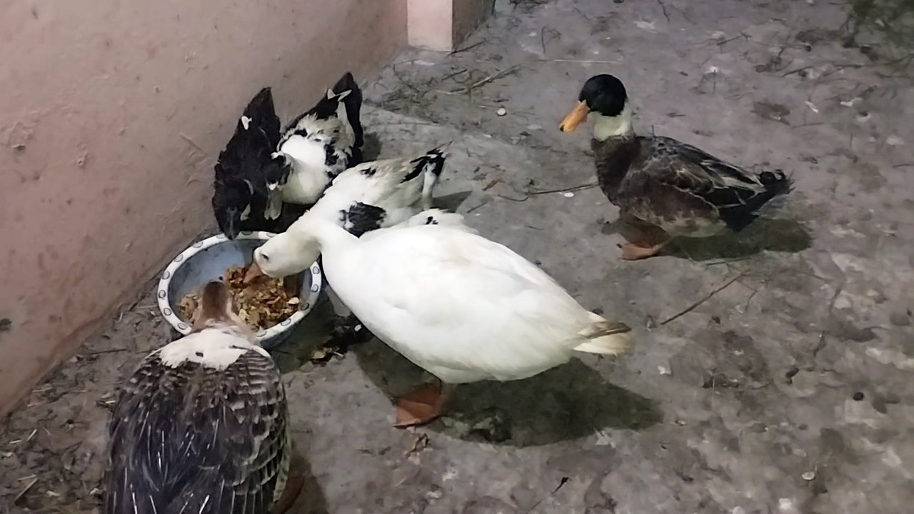 Ducks