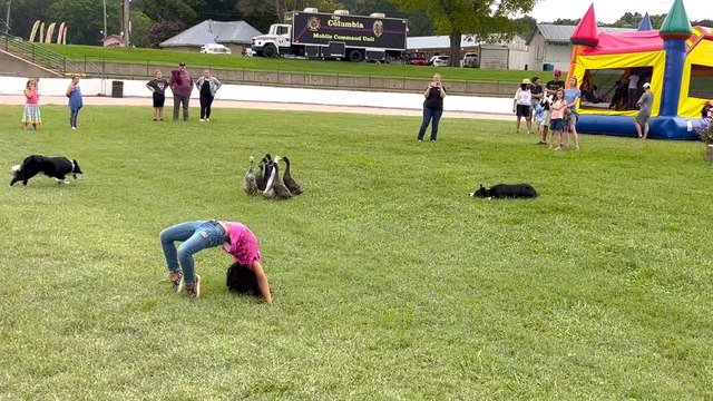 Border Collies Herd Ducks Under Girl's Back Bend