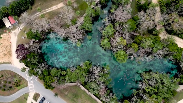 Hundreds of manatees flock to Florida springs in search of warm waters