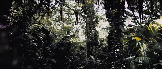 Untitled Predator Fan Film