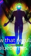 Blueberries_ The Tiny Superfruit with Incredible Health Benefits!