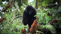 Sur la terre des gorilles » Fanstream- Films et Séries HD en Streaming VF HD Gratuit