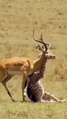 Cheetah Hunting Deer