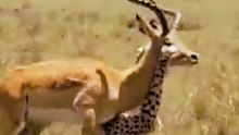 Cheetah Hunting Deer