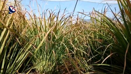 Un agricultor español estalla y pide la unidad de todo el sector primario contra las políticas europeas y del Gobierno: “España primero”.