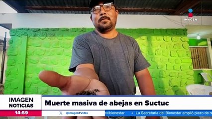 Denuncian la muerte masiva de abejas en Campeche