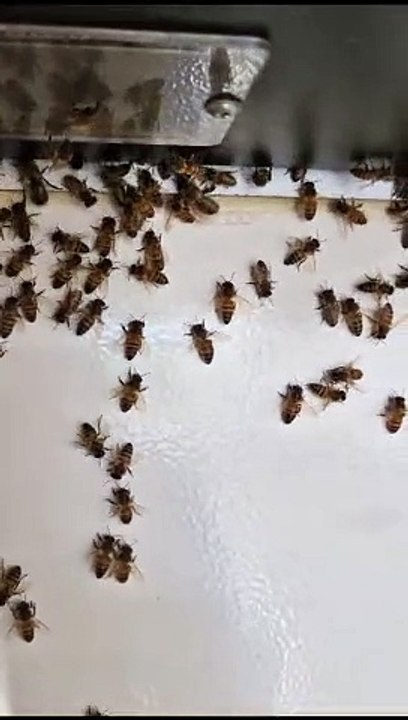 An Invasion Of Bees