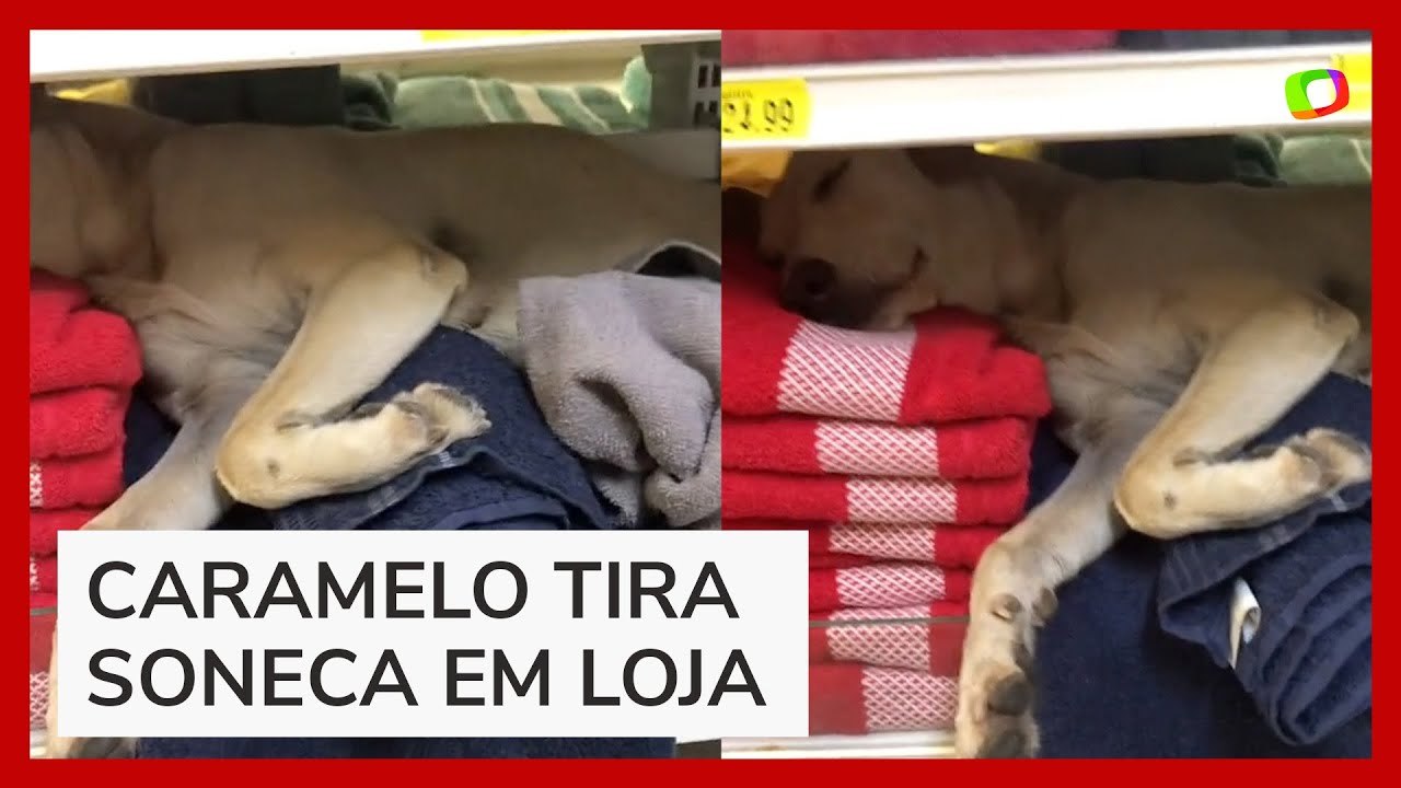 Vira-lata caramelo é flagrado dormindo em prateleira de toalhas