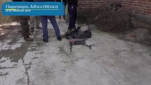 Buscadoras de Jalisco usan drones para localizar fosas clandestinas