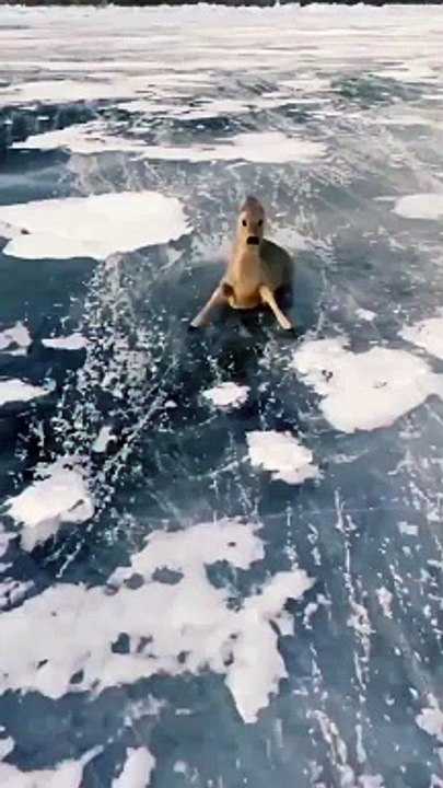 During the freeze, the deer is unable to stand