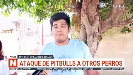 ataque de pitbull a otraos perros