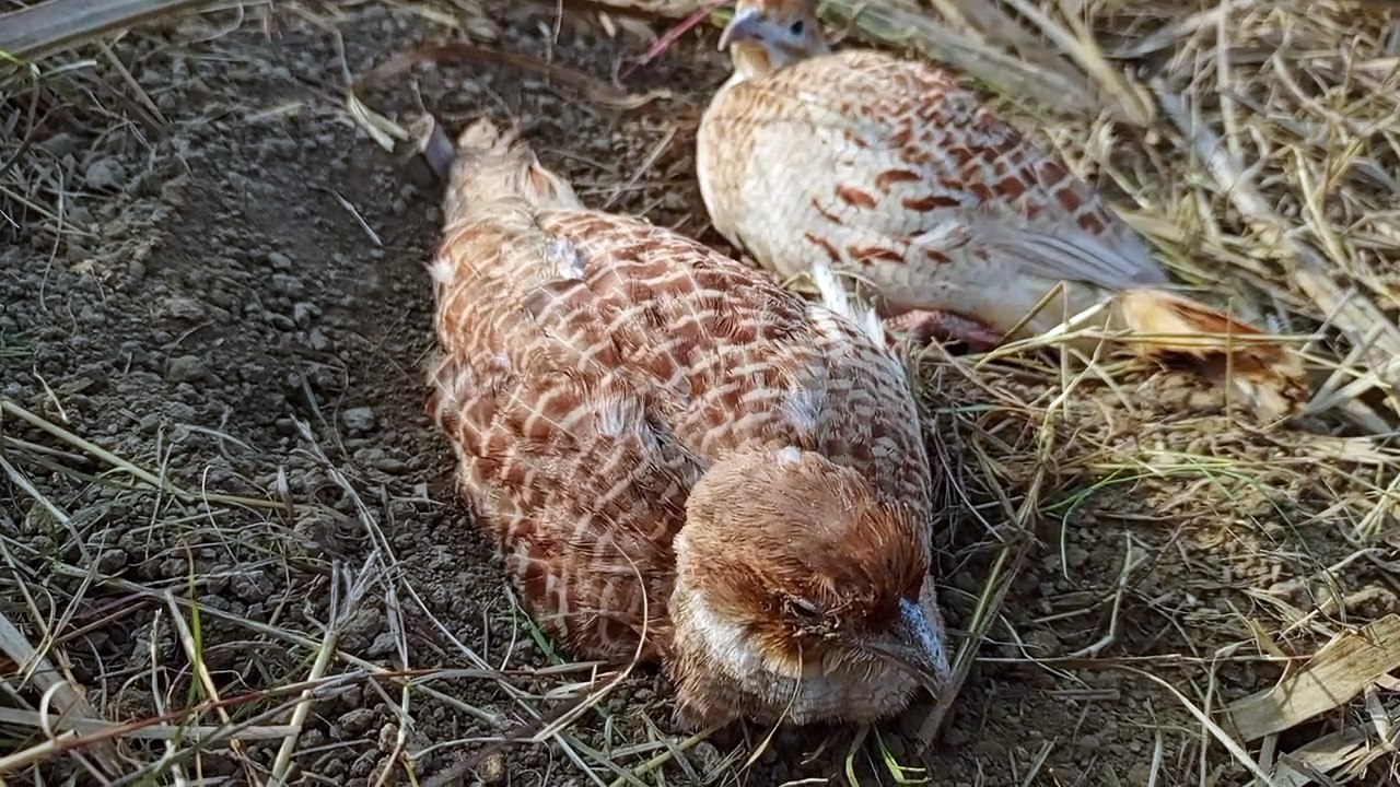 teetar in zoo