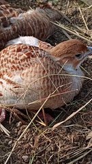 teetar place laying egg