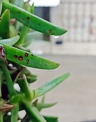 امطار الخير ⛈️ بتاريخ 27-1-2024