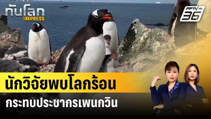 นักวิจัยพบโลกร้อนกระทบประชากรเพนกวินในแอนตาร์กติกา | ทันโลก EXPRESS | 27 ม.ค.67
