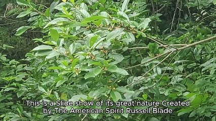 Missouri Nature Slide Show by Russell Blade