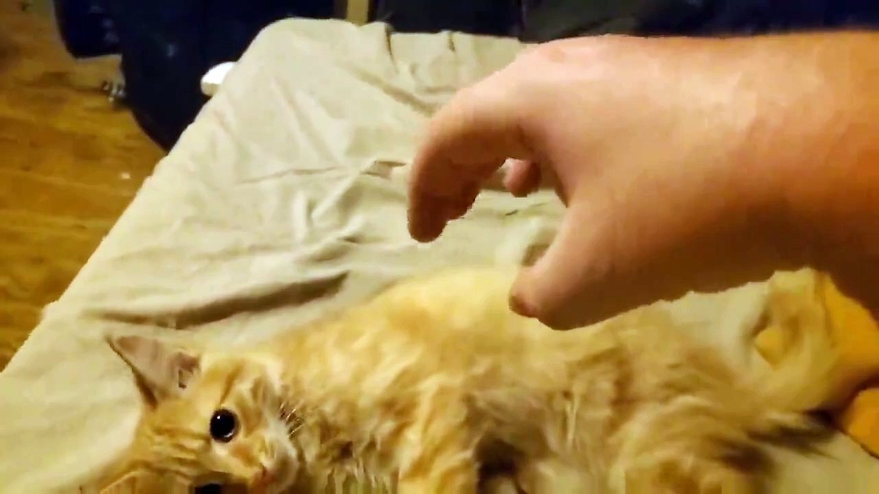 My cat Cluber always wants to play