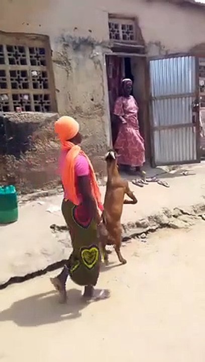 C’est l’histoire du #bouc qui se prenait pour un #humain et ce n’est pas un #comte d’#afrique : après tout faut savoir ménager la #chèvre et le #chou quand on est bouc #émissaire