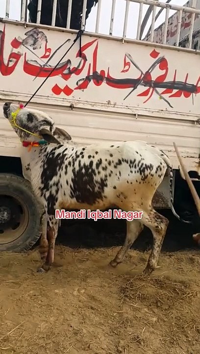 ساہیوال نسل کے بیل  اقبالنگر منڈی میں