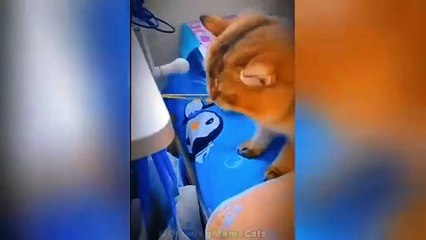 Cat Memes_ Skibidi Toilet Cat and Funniest Dogs  Trending Funny Animals