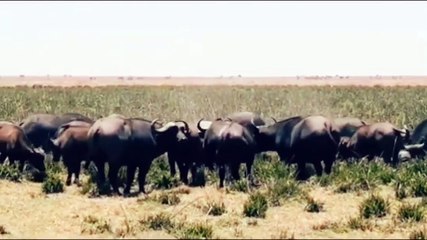 Hunter Becomes The Hunted