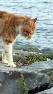 ذلك جزء من غرائزهم الطبيعية وسلوكهم الاجتماعي لذلك تصرخ القطط قبل أن تقاتل جسديا أو بدلا من القتال الجسدي لتجنب الإصابات الخطيرة أحيانا قد تكون نتيجة المعارك هي فقدان للعين او ندبة قوية على الوجه او فقدان