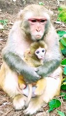 Funny Shorts Animal Video, Shorts Video, Animals Shorts, Trending Animals Video, Trending Shorts#Animalsvideo#Shortsvideo#Mankeyvideo