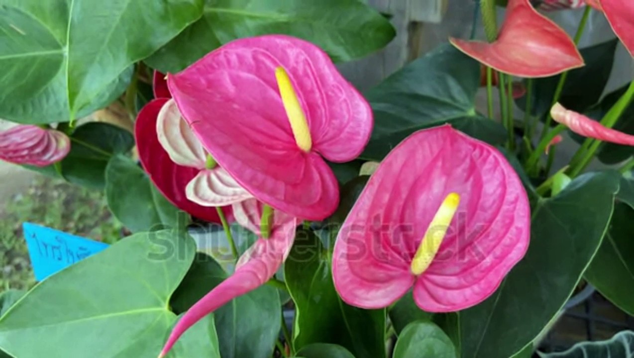 Anthurium flower