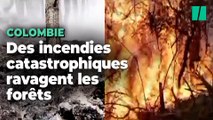 En Colombie, les incendies de forêts ont déjà dévasté l’équivalent d’une fois et demie la superficie de Paris