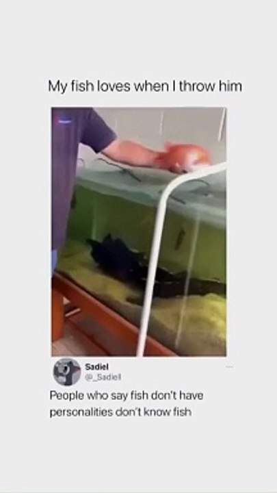 Can't Stop Laughing : The Most Hilarious Videos Ever!