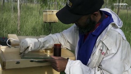 فيديو: لأنه مربح أكثر.. النحالون في كينيا يلجأون إلى جمع سم النحل بدلًا من عسله