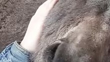 donkey enjoying in women lap