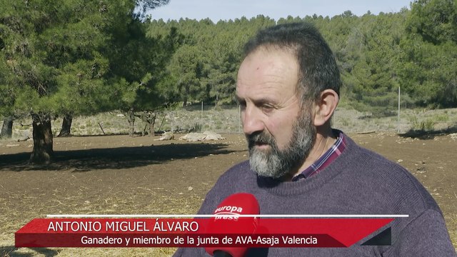 Ganadero pierde diez ovejas en el presunto primer ataque de lobo en C.Valenciana