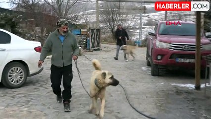 Sivas Kangalları Kışlık Tüylerine Geçti