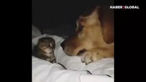 İlk görüşte aşk! Koca köpeğin minik kediye bakışı yürekleri yaktı
