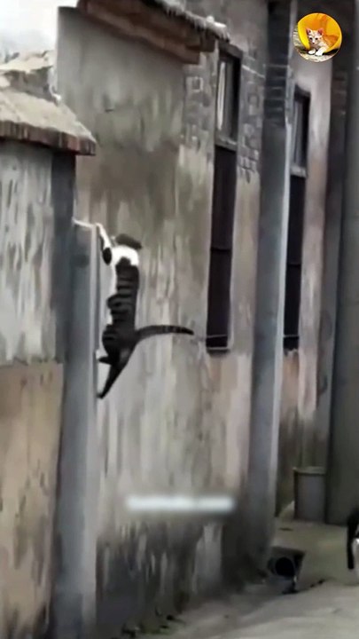 cat jumping  like spider | cute cat #trending #viral