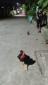 Monkey Rides On Chicken's Back