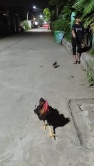 Monkey Rides On Chicken's Back